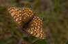 Knoopkruidparelmoervlinder 7 - Melitaea phoebe 